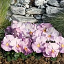 Виола виттрока (Viola wittrockiana)