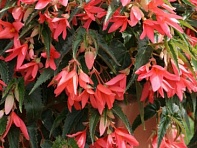 Бегония боливийская ампельная (Copaсabana F1)