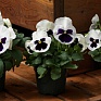Виола Виттрока (Viola wittrockiana) Виола Виттрока (Viola wittrockiana)