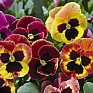 Виола Виттрока (Viola wittrockiana)