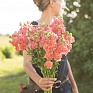 Львиный зев (Антирринум) махровый (Antirrhinum majus)