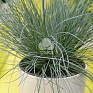 Овсяница сизая (Festuca glauca)