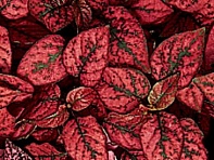 Гипоэстес листоколосниковый (Splash Select)