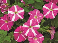 Петуния мелкоцветковая (Picobella F1)