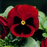 Виола Виттрока (Viola wittrockiana)