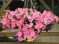 Петуния ампельная гибридная (Plush F1)