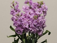 Левкой седой (Katz)