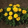 Цинния изящная (Zinnia elegans)