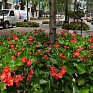 Бегония гибридная ампельная (зеленая листва) (Begonia hybrida) Бегония гибридная ампельная (зеленая листва) (Begonia hybrida)