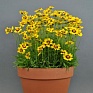 Кореопсис крупноцветковый (Coreopsis grandiflora) Кореопсис крупноцветковый (Coreopsis grandiflora)