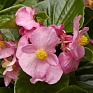Бегония гибридная (зеленая листва) (Begonia hybrida)