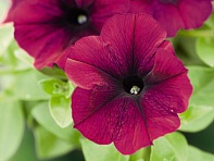 Петуния ампельная гибридная (Success! TR F1)