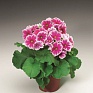 Примула обратноконическая (Primula obconica)