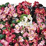Бегония вечноцветущая (зеленая и бронзовая листва) (Begonia semperflorens)