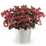 Бегония гибридная (бронзовая листва) (Begonia hybrida) Бегония гибридная (бронзовая листва) (Begonia hybrida)
