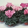 Цикламен персидский (Cyclamen persicum)