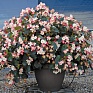 Бегония гибридная (зеленая листва) (Begonia hybrida) Бегония гибридная (зеленая листва) (Begonia hybrida)