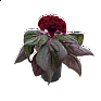 Целозия гребенчатая (Celosia cristata)
