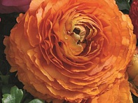 Лютик азиатский (Magic F1)