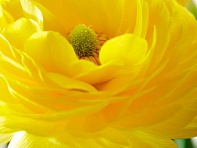 Лютик азиатский (Mache F1)