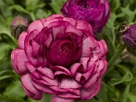 Лютик азиатский (Magic F1)