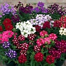 Вербена гибридная (Verbena hybrida)