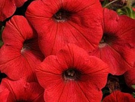 Петуния ампельная гибридная (Shock Wave F1)