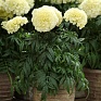 Бархатцы прямостоячие (Tagetes erecta) Бархатцы прямостоячие (Tagetes erecta)