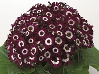 Цинерария гибридная (Venezia F1)