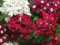 Вербена гибридная (Quartz XP)