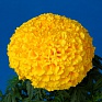 Бархатцы прямостоячие (Tagetes erecta)