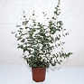 Эвкалипт Гунна (Eucalyptus gunnii)