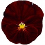 Виола Виттрока (Viola wittrockiana)
