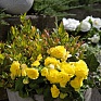 Бегония клубневая махровая многоцветковая (Begonia tuberhybrida multiflora)