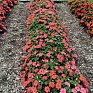 Бальзамин Уоллера (Impatiens walleriana)