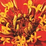 Цинния изящная (Zinnia elegans)