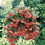 Бегония клубневая махровая ампельная (Begonia tuberhybrida) Бегония клубневая махровая ампельная (Begonia tuberhybrida)