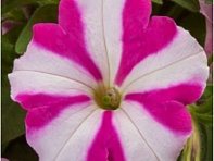 Петуния ампельная гибридная (Fotofinish F1)