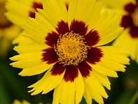 Кореопсис крупноцветковый (Sunkiss) Кореопсис крупноцветковый (Sunkiss)