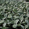 Цинерария приморская (Senecio cineraria) Цинерария приморская (Senecio cineraria)