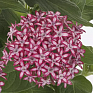 Пентас ланцетовидный (Pentas lanceolata)