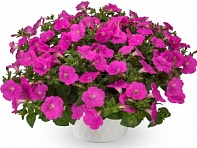 Петуния ампельная гибридная (Fotofinish F1)