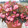 Бегония гибридная (бронзовая листва) (Begonia hybrida) Бегония гибридная (бронзовая листва) (Begonia hybrida)