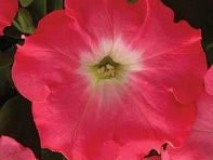 Петуния ампельная гибридная (Easy Wave F1)