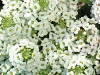 Алиссум морской компактный (Easter Bonnet)