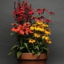 Эхинацея гибридная (Echinacea purpurea)
