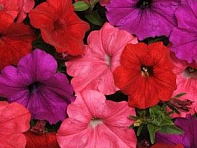 Петуния ампельная гибридная (Easy Wave F1)