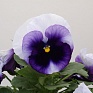 Виола Виттрока (Viola wittrockiana)