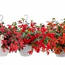 Бегония боливийская ампельная (Begonia boliviensis x hybrida)