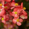 Бегония гибридная ампельная (зеленая листва) (Begonia hybrida) Бегония гибридная ампельная (зеленая листва) (Begonia hybrida)